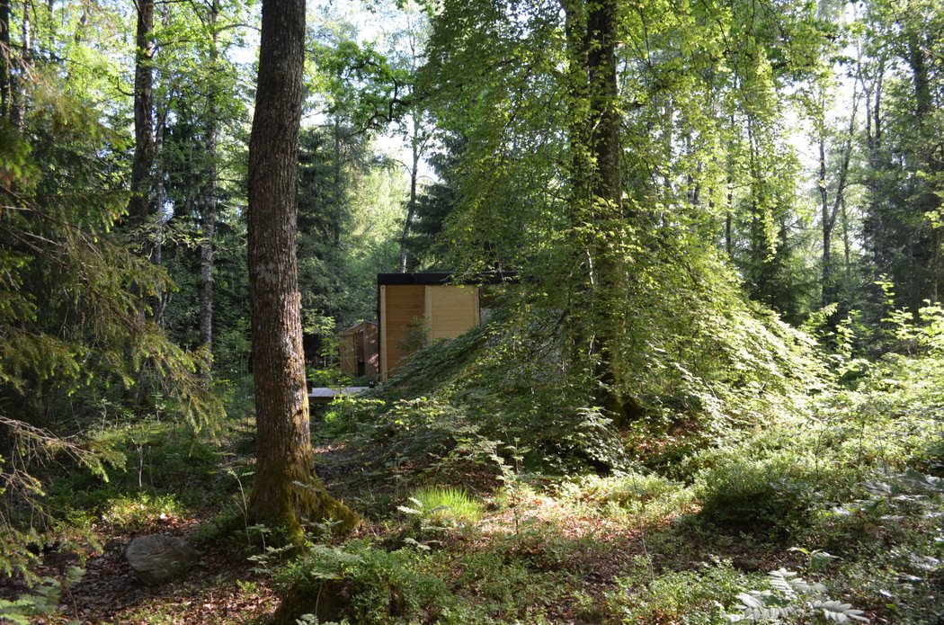 A cabin in the woods behind a big tree